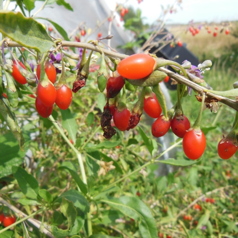 Arbre de goji Arbre de goji