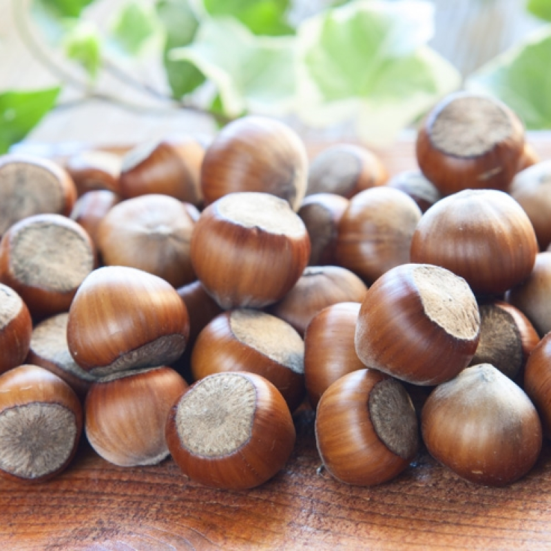 Noisetier Merveille de Bollwiller Noisetier Merveille de Bollwiller