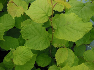 Noisetier Ronde du Piémont