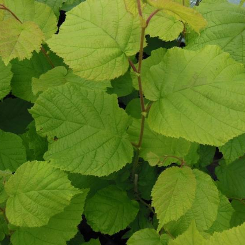 Noisetier Ronde du Piémont