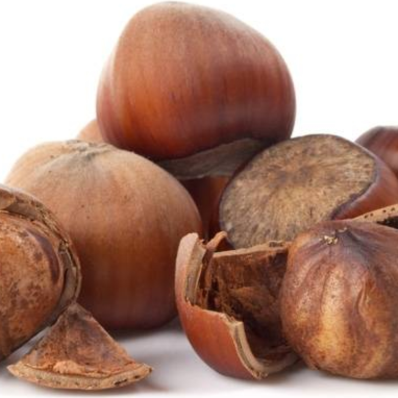 Noisetier Ronde du Piémont