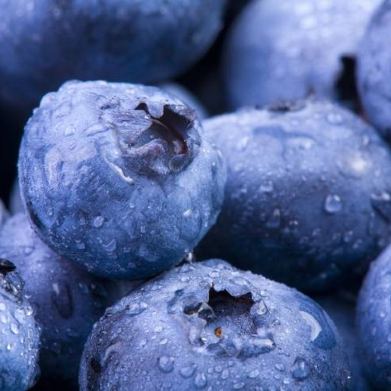 Myrtillier "Jersey" Myrtillier "Jersey"