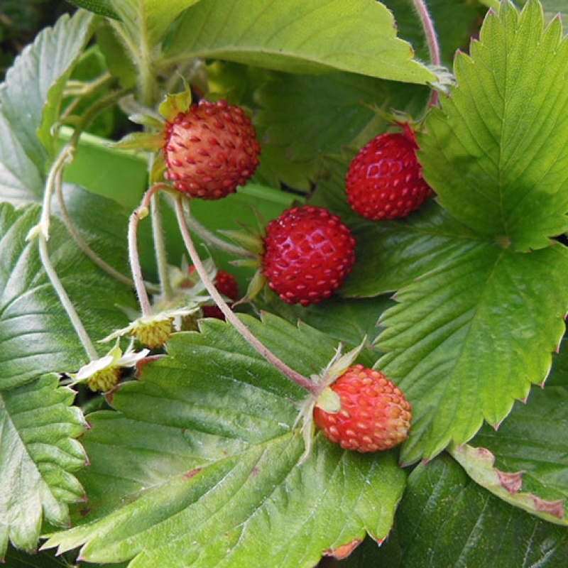 Lot de fraises des bois Lot de fraises des bois
