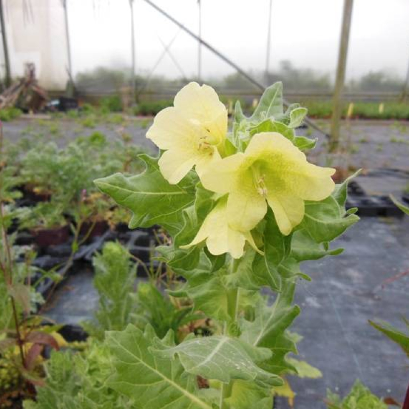 Jusquiame noire Jusquiame noire