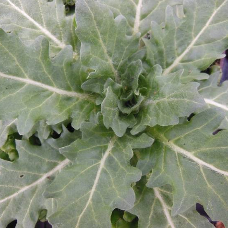 Jusquiame noire Jusquiame noire