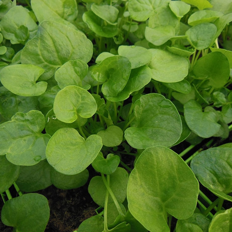 Cochléaire officinale Cochléaire officinale