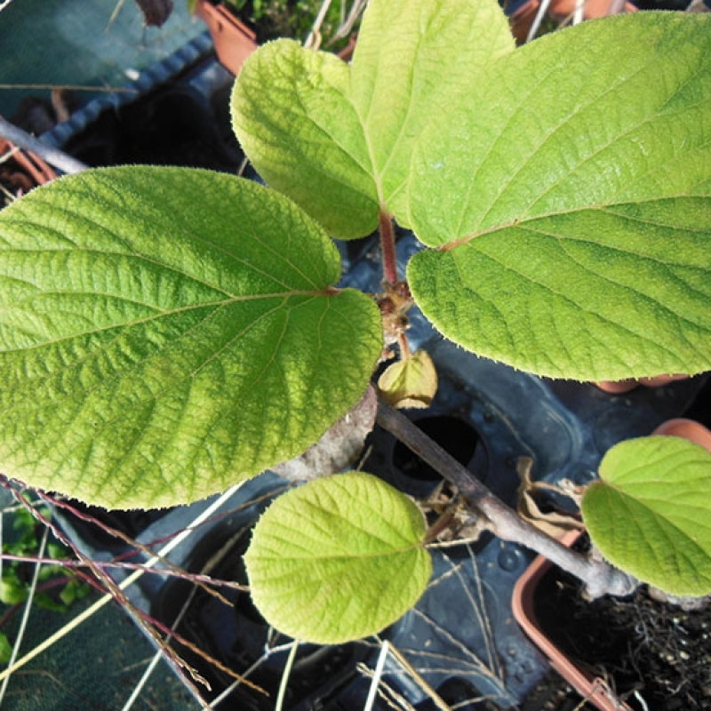 Actinidia tomuri mâle