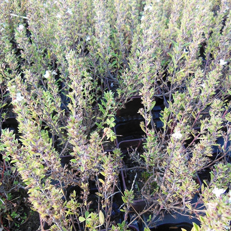 Sarriette épineuse Sarriette épineuse