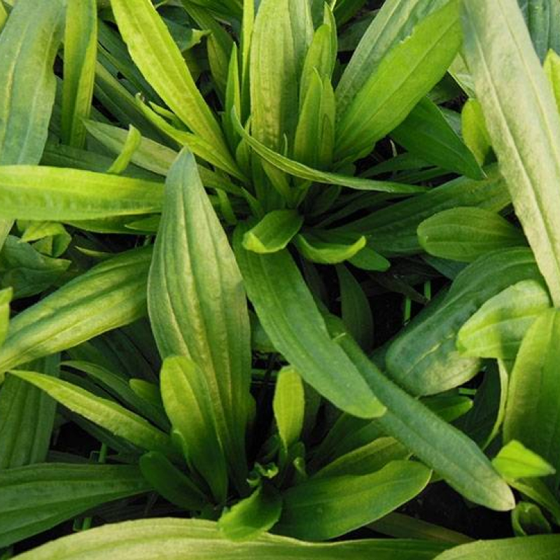 Plantain lancéolé