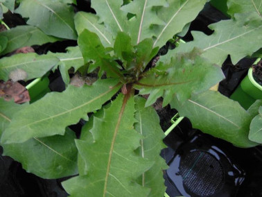 Pissenlit à fleurs roses Pissenlit à fleurs roses