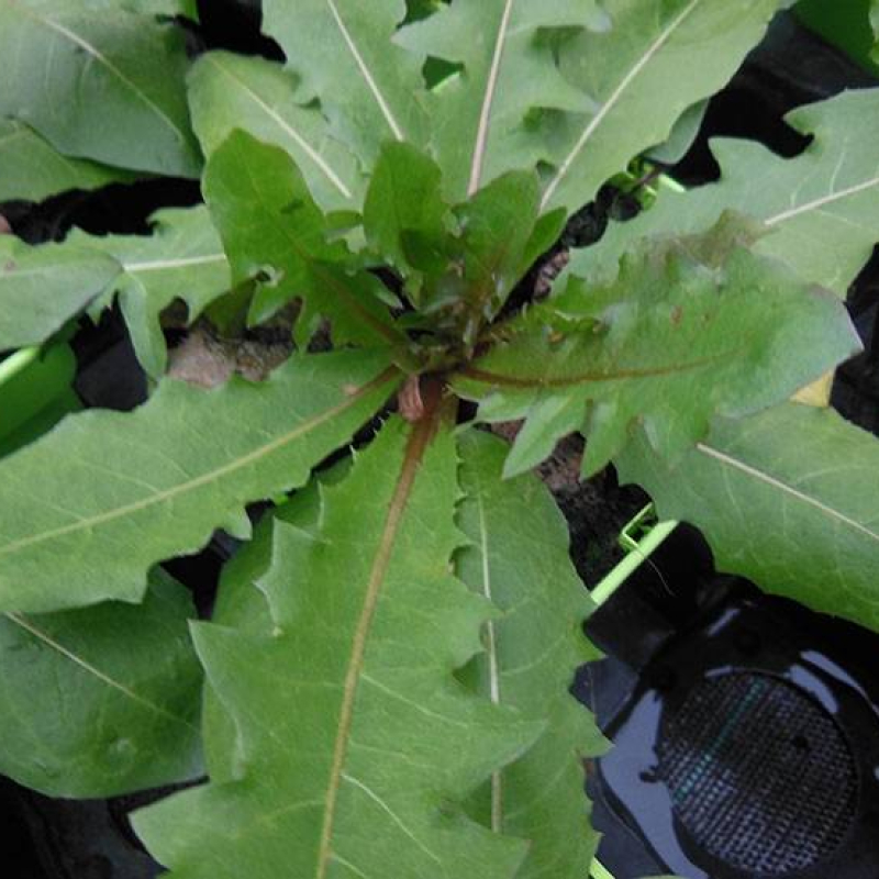 Pissenlit à fleurs roses Pissenlit à fleurs roses