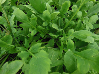 Coquelicot Coquelicot