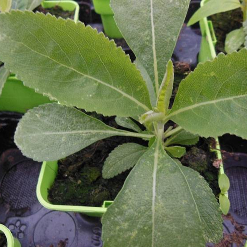 Sauge blanche Sauge blanche