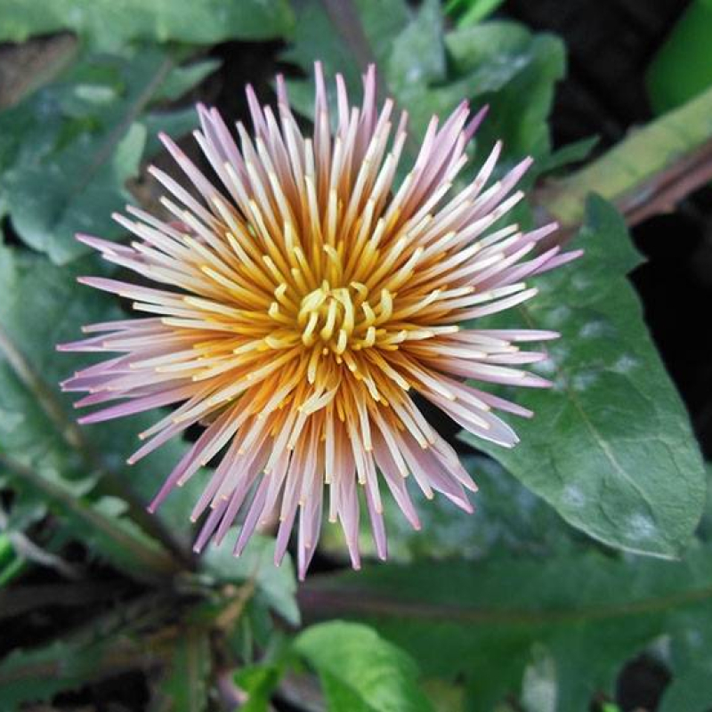 Pissenlit à fleurs roses Pissenlit à fleurs roses