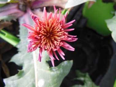 Pissenlit à fleurs roses Pissenlit à fleurs roses