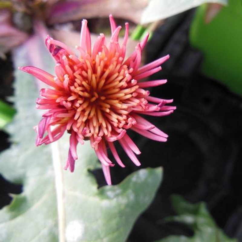 Pissenlit à fleurs roses Pissenlit à fleurs roses