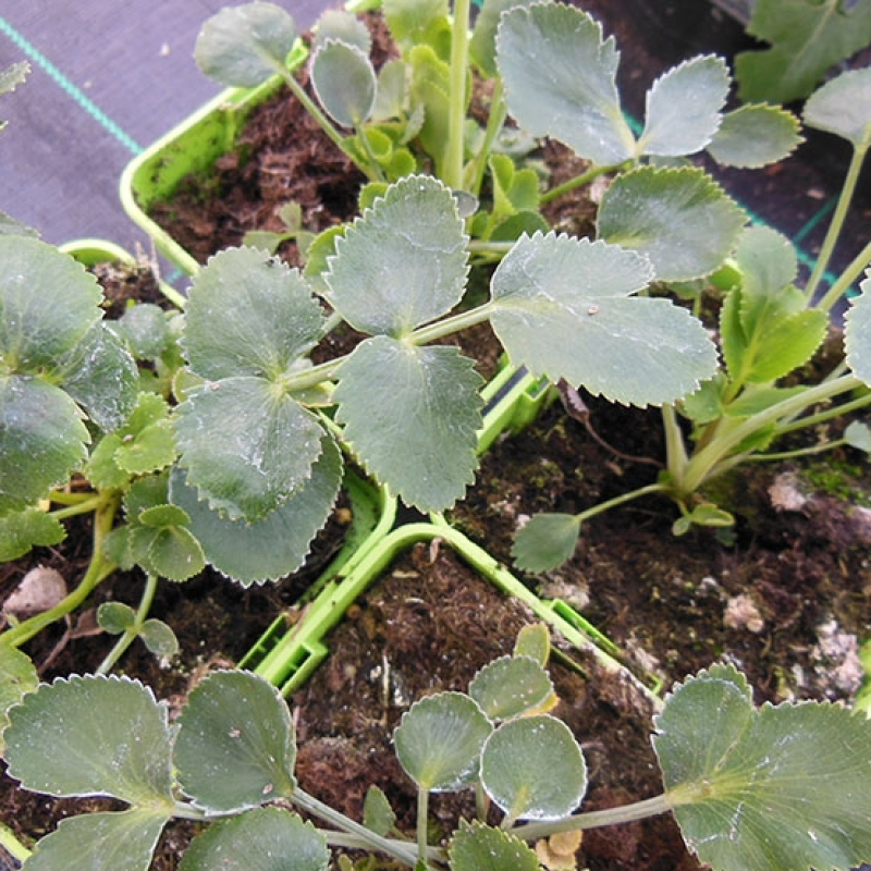 Anis de Nouvelle-Zélande