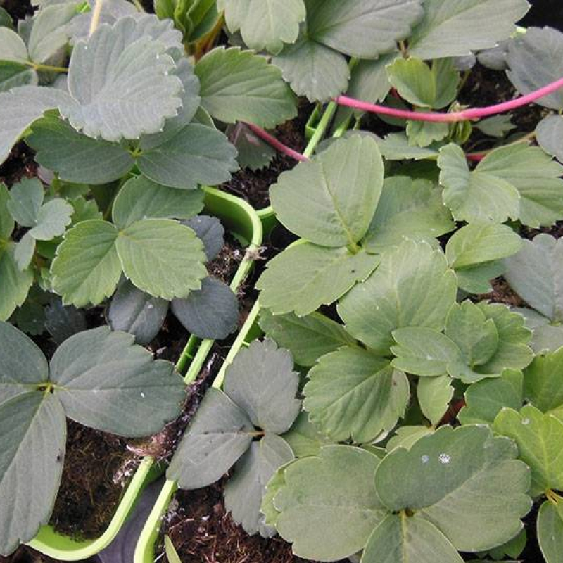 Fraisier de Virginie Fraisier de Virginie