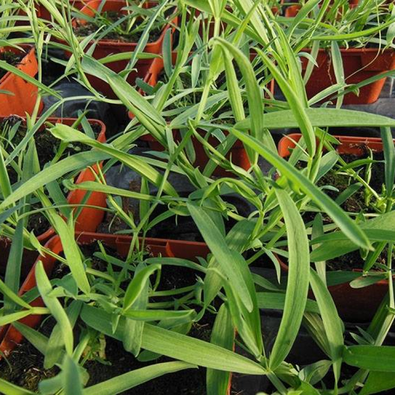 Gesse cultivée Marchigiana Gesse cultivée Marchigiana