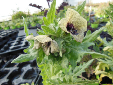 Jusquiame noire Jusquiame noire