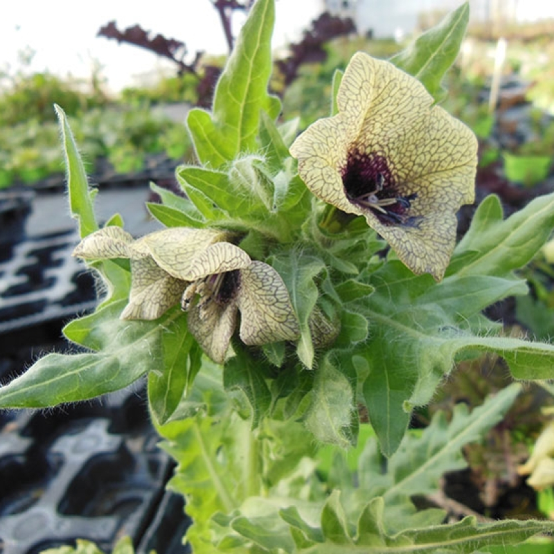 Jusquiame noire Jusquiame noire