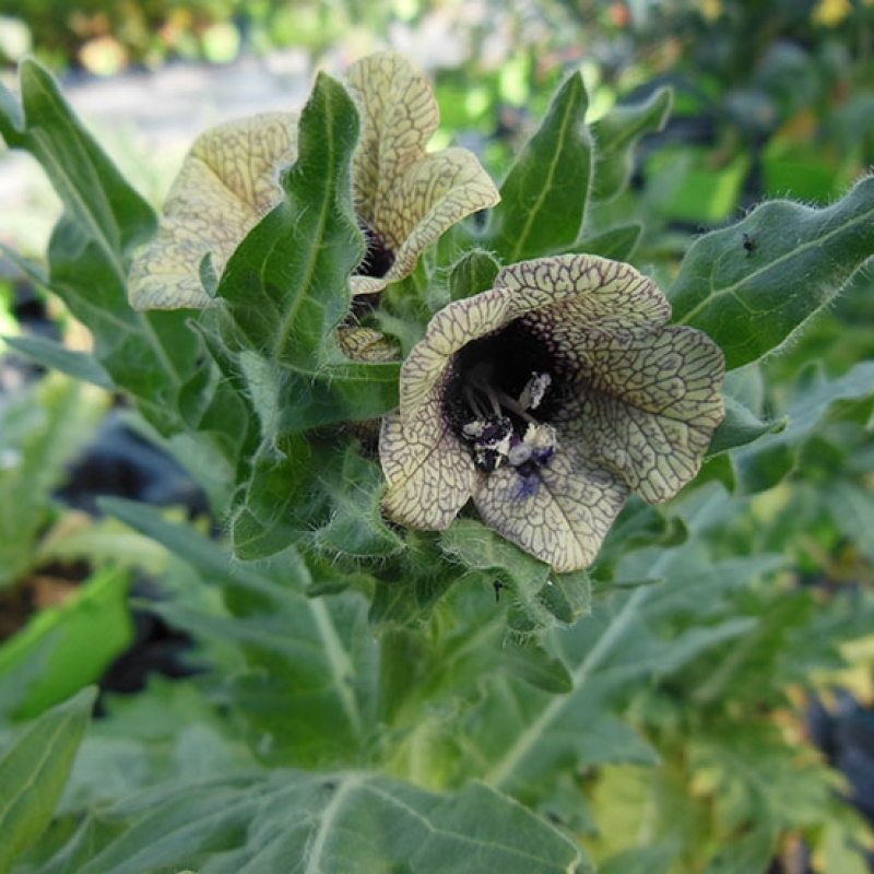 Jusquiame noire Jusquiame noire