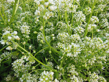 Cochléaire officinale Cochléaire officinale