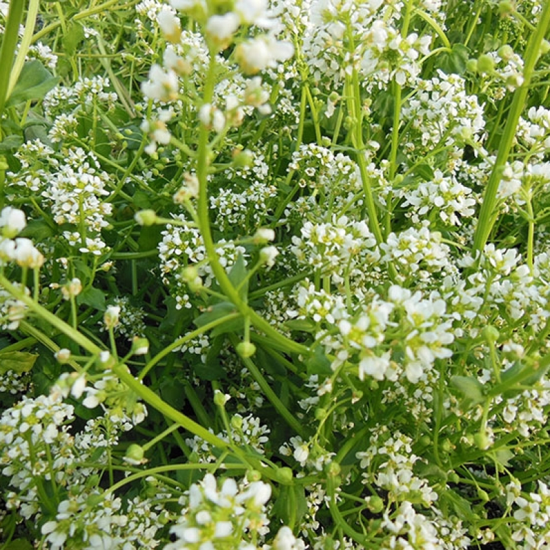 Cochléaire officinale Cochléaire officinale