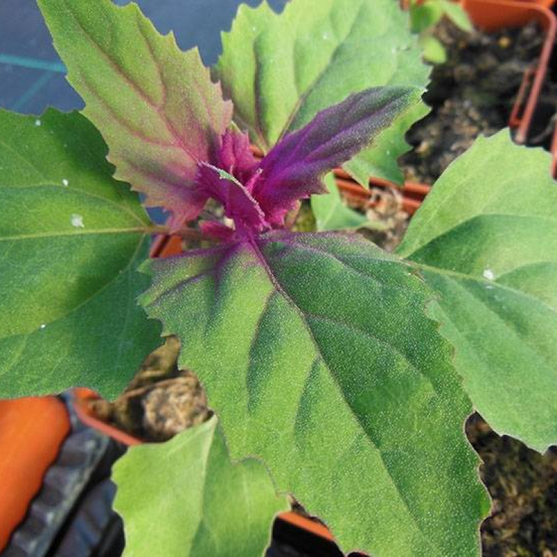 Epinard rose en arbre Epinard rose en arbre