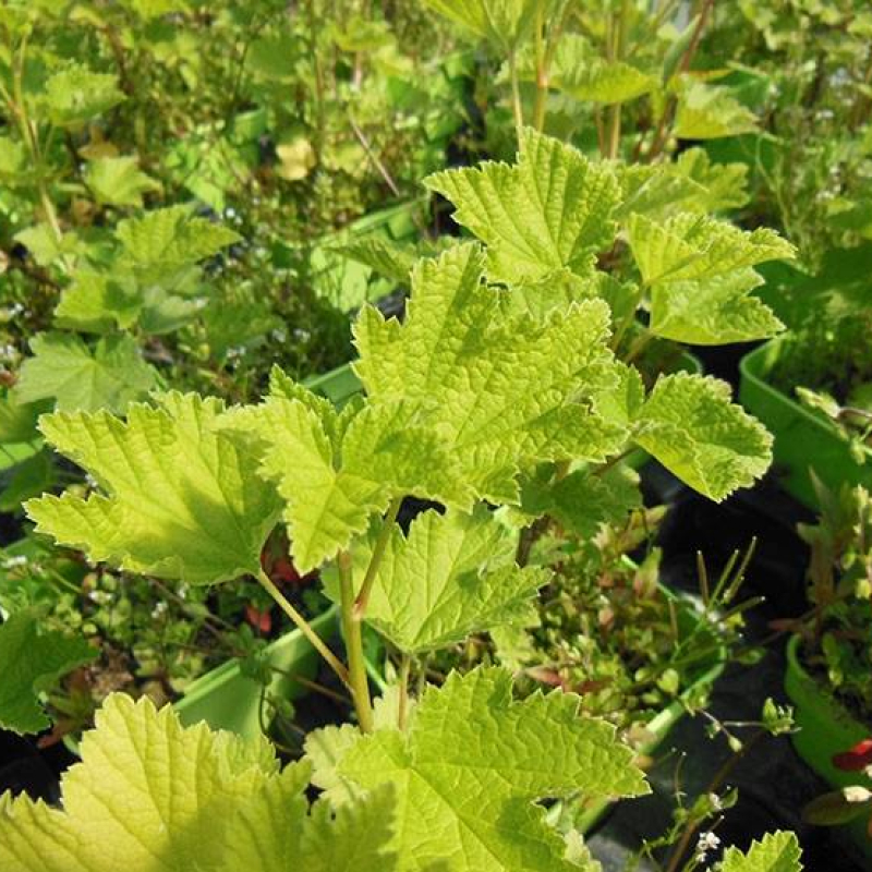 Groseillier rose "Gloire des Sablons" Groseillier rose "Gloire des Sablons"