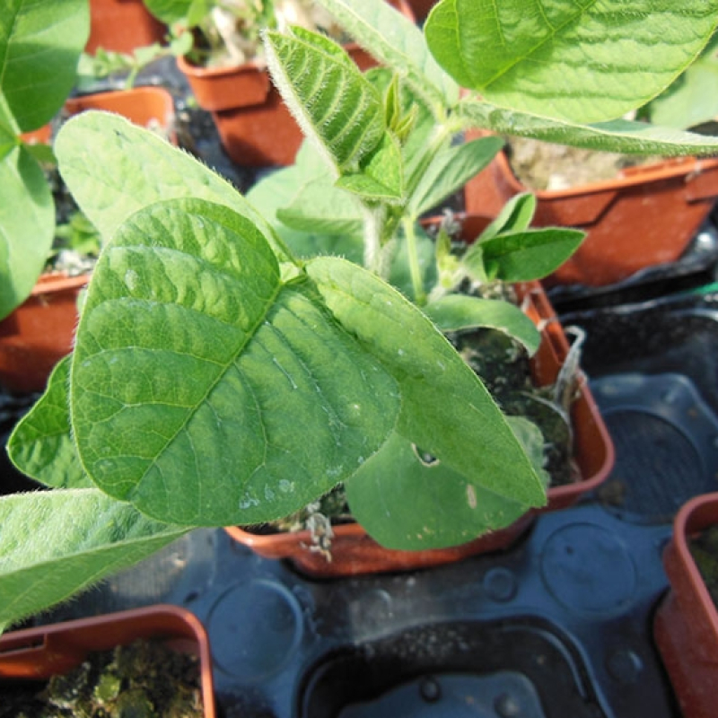 Soja Edamane "Shiba Green"