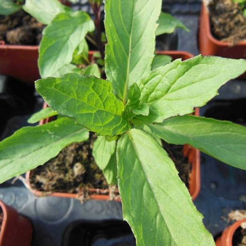 Menthe Thaï Menthe Thaï