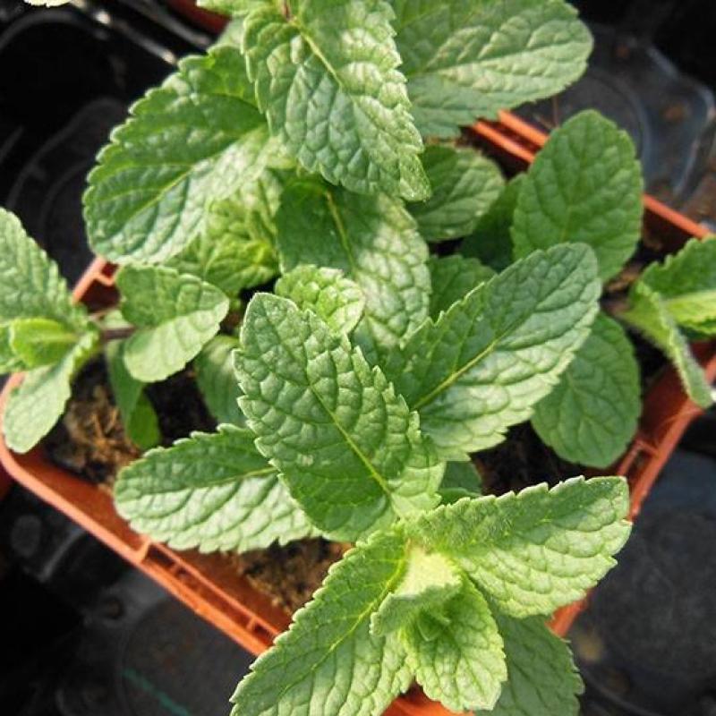 Menthe verte de Ligurie