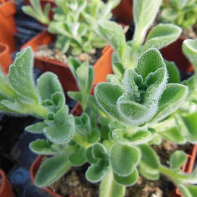 Gros thym antillais Gros thym antillais