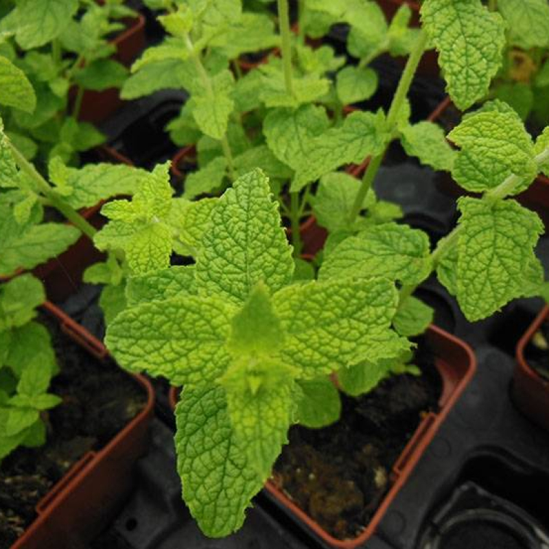 Menthe de gattefossé