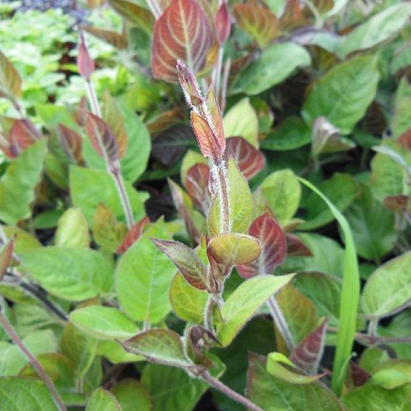 Plante fromage Plante fromage