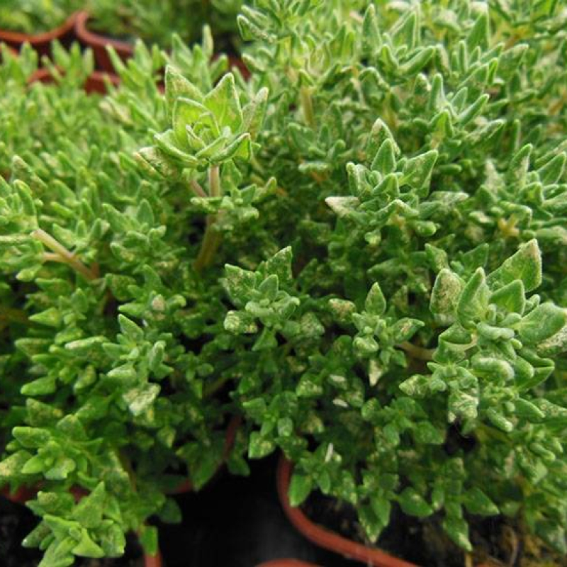 Thym à parfum de rose Thym à parfum de rose