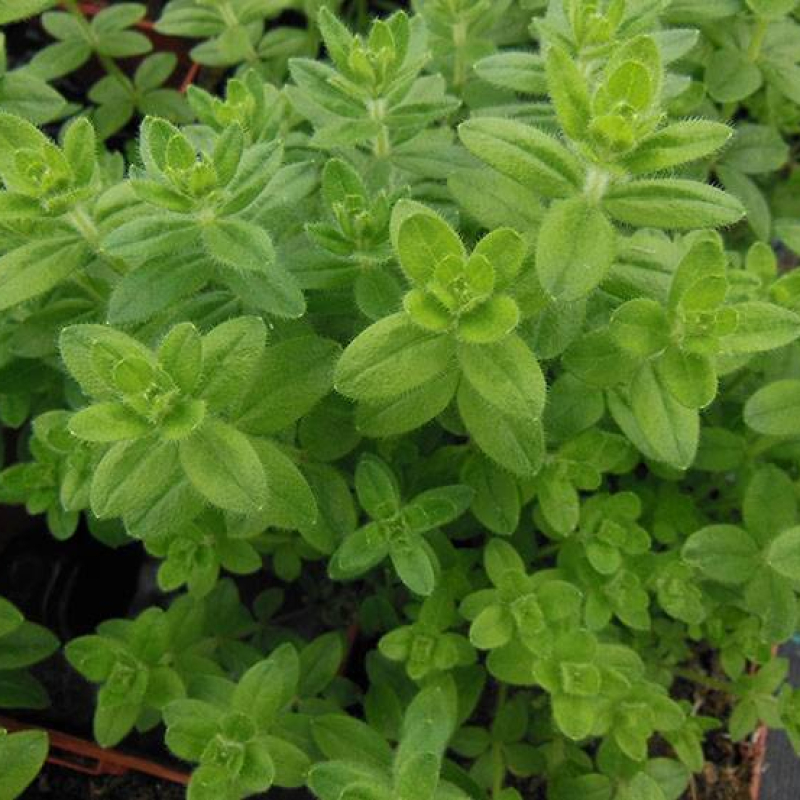 Croisette des teinturiers