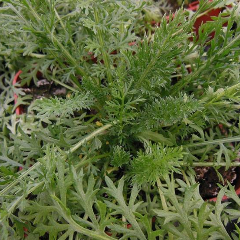 Achillée millefeuille