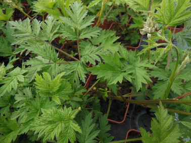 Mûrier noir "Oregon" Mûrier noir "Oregon"