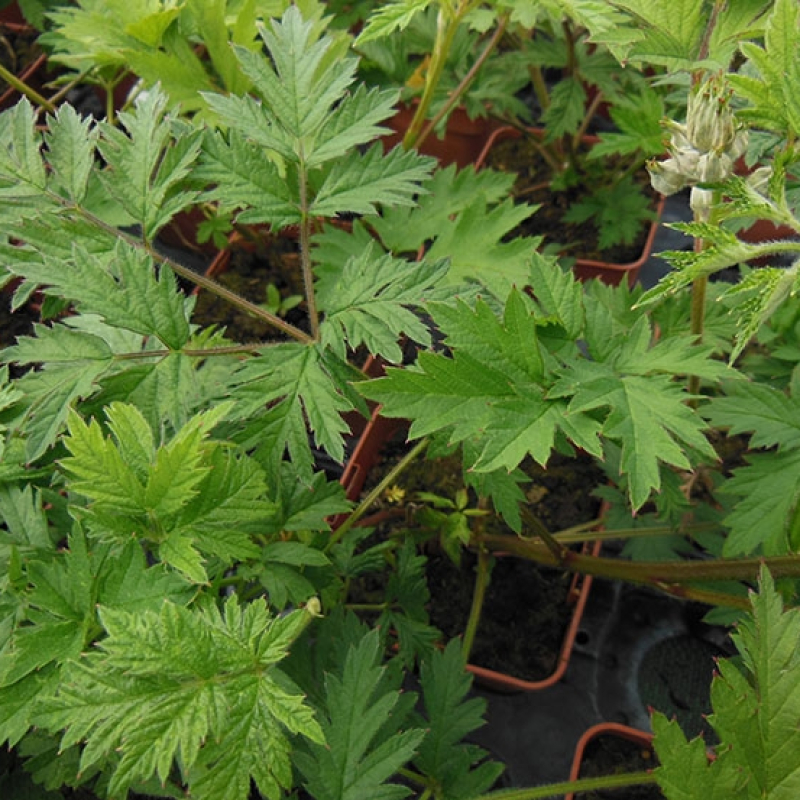 Mûrier noir "Oregon" Mûrier noir "Oregon"