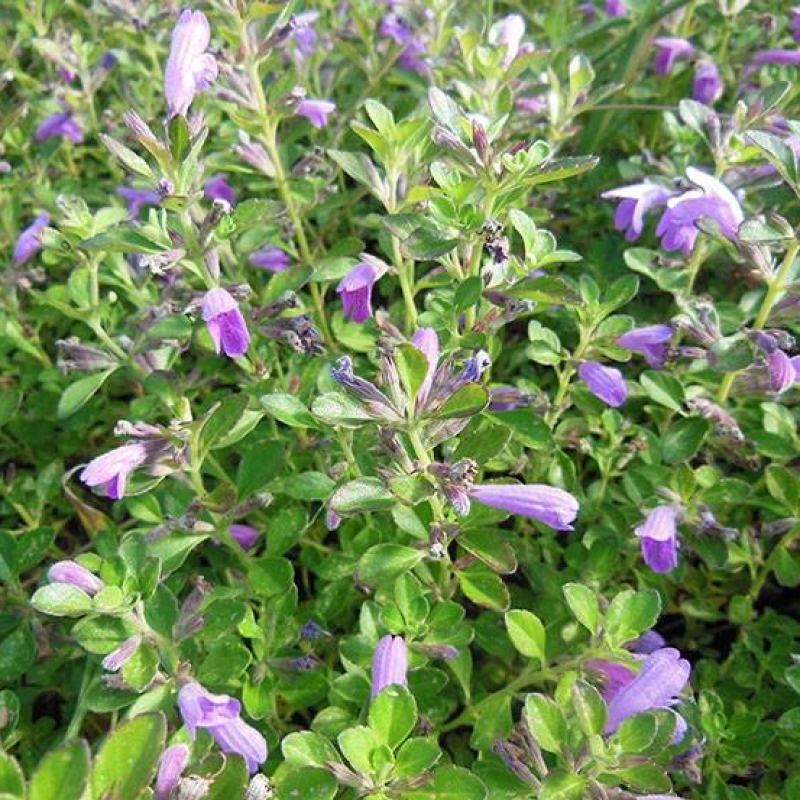 Plante Colibri menthe