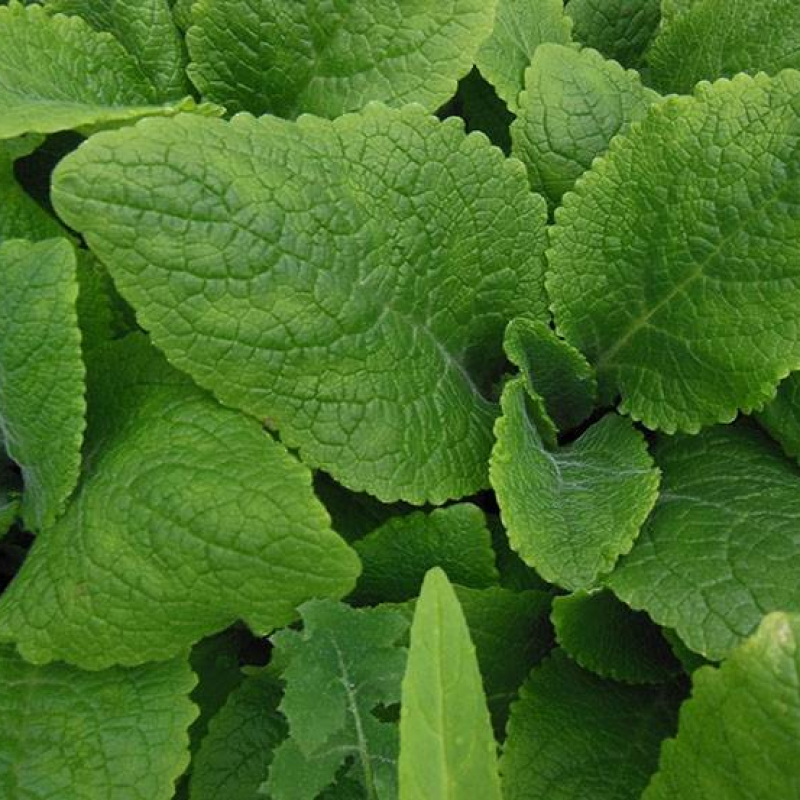 Digitale pourpre à fleurs oranges Digitale pourpre à fleurs oranges