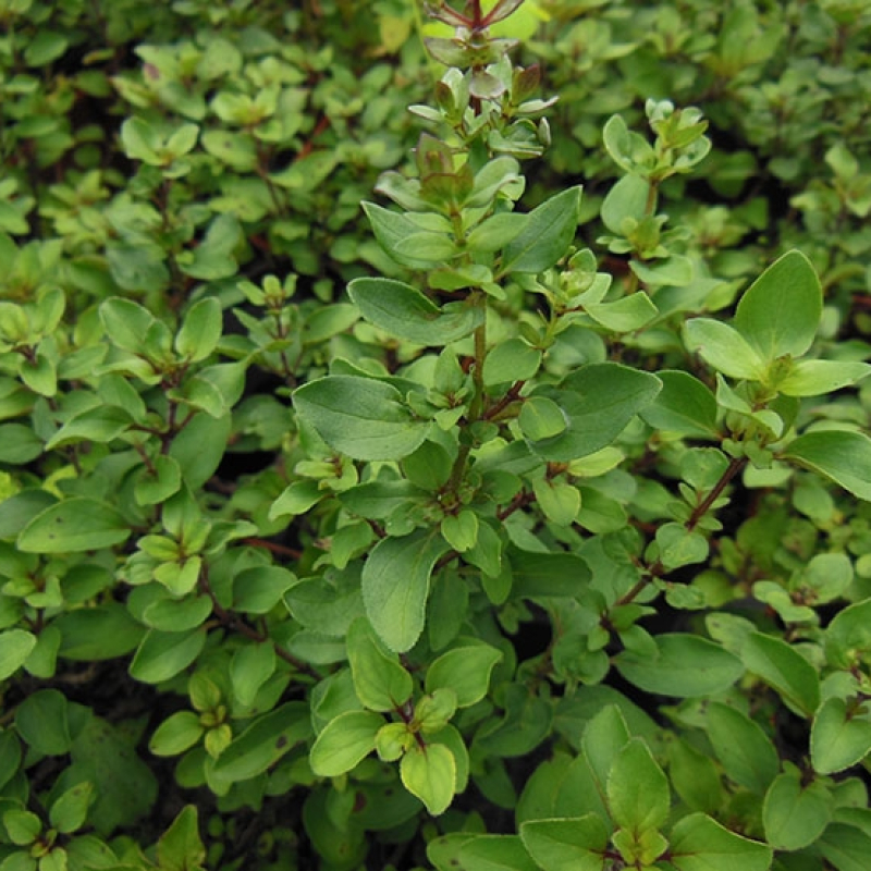 Origan pourpre Origan pourpre