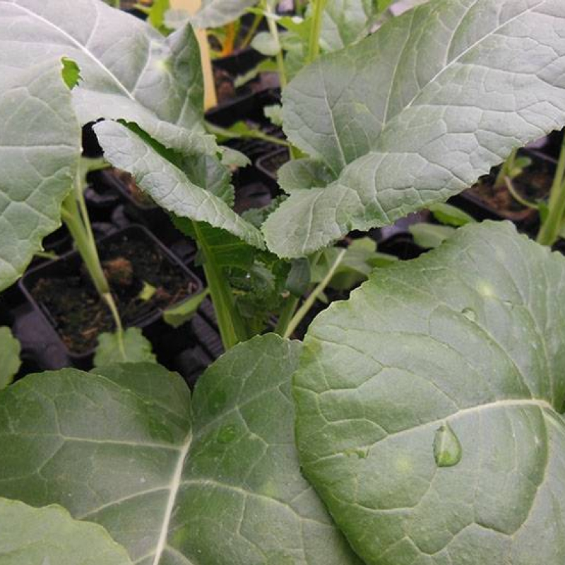 Chou kale Tikil gomen d'Ethiopie