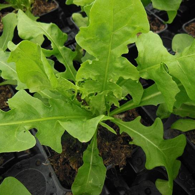 Chicorée sauvage "Barbe de Capucin"