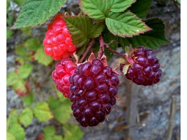 Mûroisier rouge de Logan