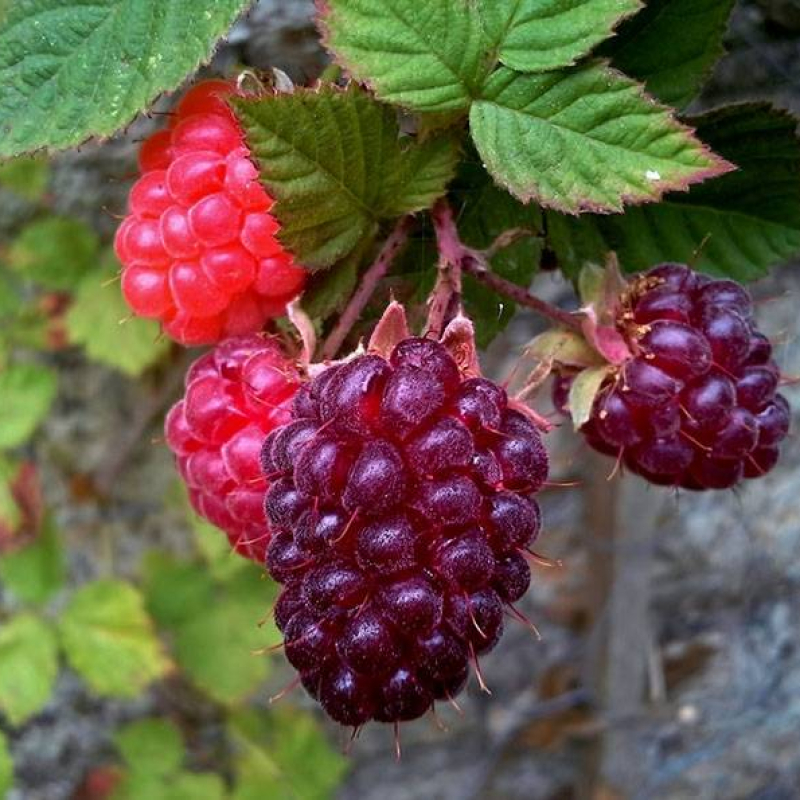 Mûroisier rouge de Logan