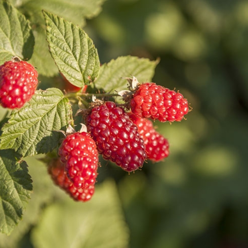 Mûroisier rouge "Tayberry Buckingham"