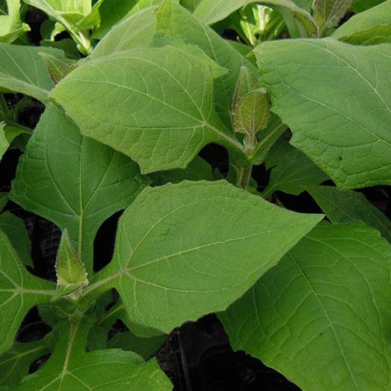 Poire de terre rouge